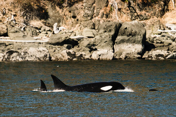 Closeup view of transient killer whale T038A, Dana, in the Salish Sea