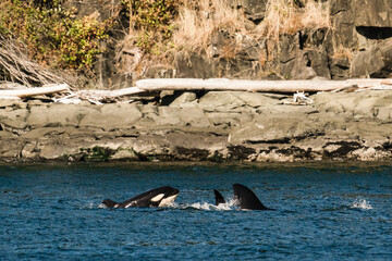 A young killer whale calf swimming with its family in Washington State © Cavan