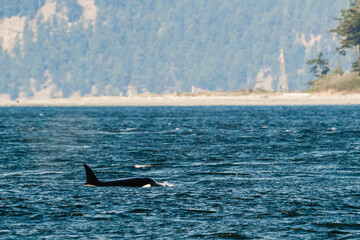 Side view of Bigg's Killer Whale T035A, Lester, in the Salish Sea