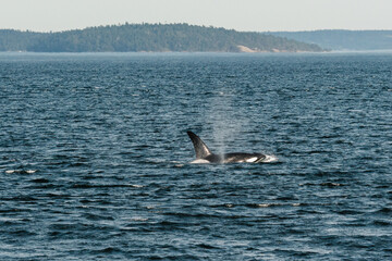 Fototapeta premium Wide view of transient killer whale T019B, Galiano, in the Salish Sea