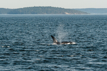 Wide view of transient killer whale T019B, Galiano, in the Salish Sea