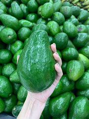 Large Avocado held in Hand with Avocados in background