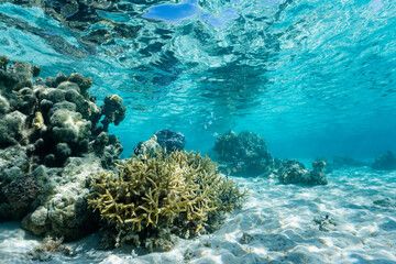 Underwater picture of pacific ocean french polynesia - obrazy, fototapety, plakaty