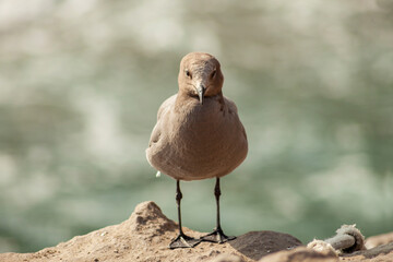 bird perched on rocks cliff on the beach