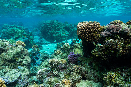 Underwater picture of healthy coral in french polynesia