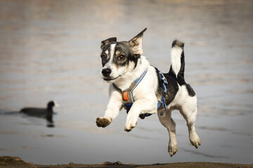 Dog is running on the island in nature. He was in center of Prague. She is so patient model.