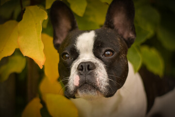 Autumn portrait of French buldog in leaves. He is so cute in the leaves. He has so lovely face. - obrazy, fototapety, plakaty