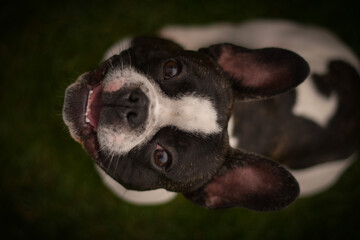 Autumn portrait of French buldog in leaves. He is so cute in the leaves. He has so lovely face.