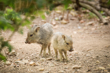 Pigs are in the zoo habitat. Autumn baby pigs playing in the zoo.