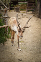 reindeer walk in the zoo. Autumn day at the zoo.