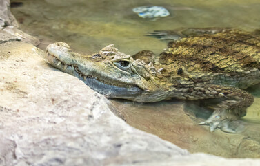 Crocodile in the zoo, closeup of photo