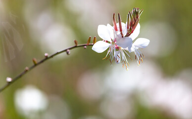 White flowers in nature.Close-up