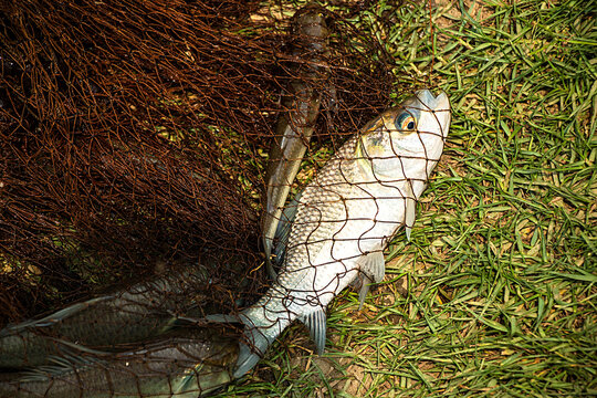 Catla fish inside of cast net