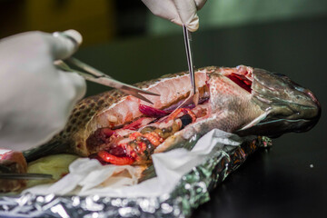 Anatomy of Tilapia Fish for detecting disease © AWM Anisuzzaman