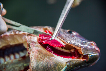 Anatomy of Tilapia Fish for detecting disease © AWM Anisuzzaman