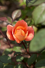 Gold Roses captivate people with their sweet fragrance and color in the midsummer garden.