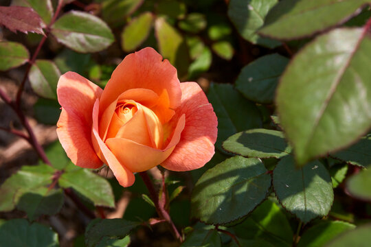 Gold Roses captivate people with their sweet fragrance and color in the midsummer garden.
