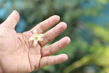 Close up hand pick group of bud Thai white gardenia flowers in the park or garden