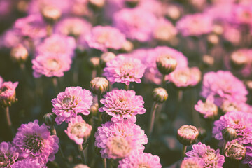 Nature flower background. Flowering pink chrysanthemum in summer