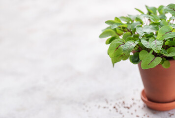 A pot with fresh sorrel microgreens