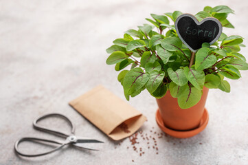 A pot with fresh sorrel microgreens