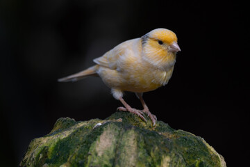 Close Up of a Yellow Canary Outdoors