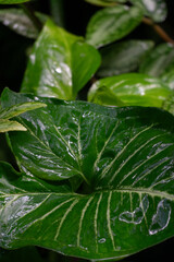 Wet Green Tropical Leaves