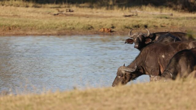 African buffalo drinking water early morning