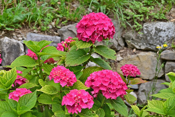 Ortensie fiorite nel giardino