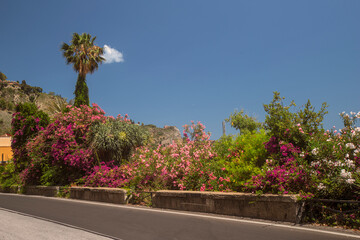 Photograph of a road in Taormina, Sicily, palm, trees, flowers