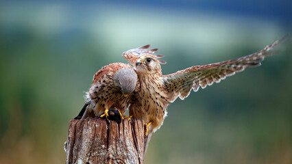 Male and female kestrels squabbling over a mouse