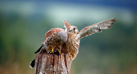 Male and female kestrels squabbling over a mouse - obrazy, fototapety, plakaty