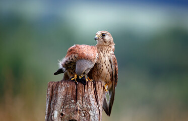 Male and female kestrels squabbling over a mouse