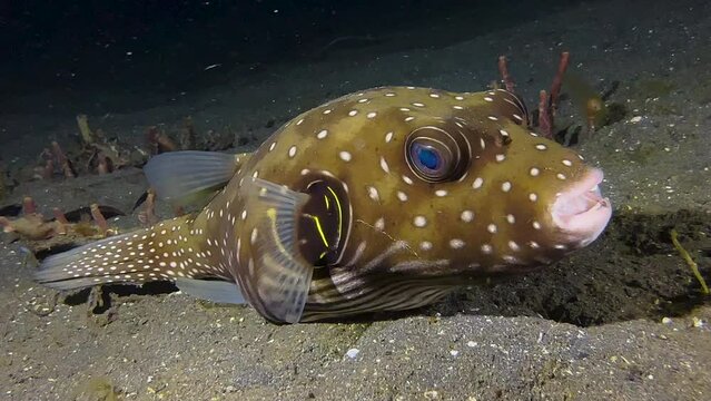 white-spotted pufferfish resting on sandy seabed during night in indo-pacific. Medium to lose-up shot, side view