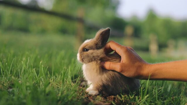 Hand pets Baby Rabbit Holland Lop 
