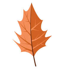 Fototapeta premium Autumn Leaf Nature