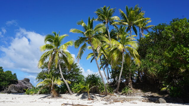 Tropical coconut trees in Fiji © Mark