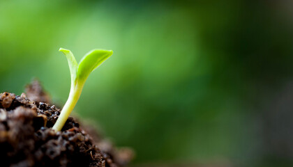 Small plant growing from soil in the garden