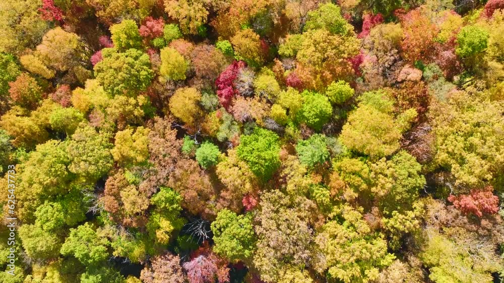 Sticker View from above of colorful woods with yellow and orange canopies in autumn forest on sunny day. Landscape of wild nature in autumn