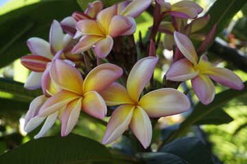 national thai flower. It can even be called a symbol of Thailand. It grows in the form of a tree, large burgundy, twisted buds appear on the shoots. They then bloom with magnificent - white, slightly 
