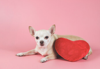 brown Chihuahua dog lying down  with red heart shape pillow on pink background, squinting  his eye .isolated.  Valentine's day concept.
