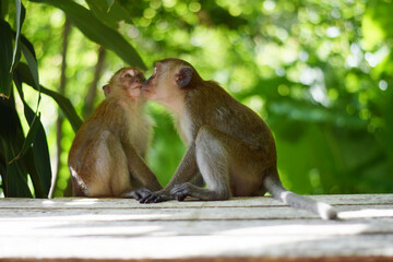 A mother monkey happily kisses her beloved child