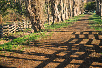 札幌　北海道大学の構内の光景