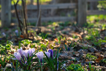 札幌　北海道大学の構内の光景