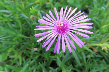 Obraz premium 野原のピンクの花