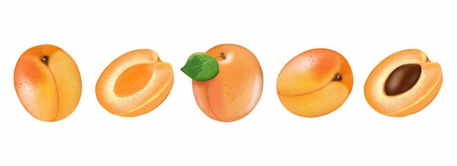 Ripe apricot on a white background. Freehand drawing. Whole apricot with green leaf, half apricot, half apricot with pit. Element for decor, designs, pattern making and creatives