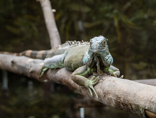 green iguana sitting on a dry tree close-up