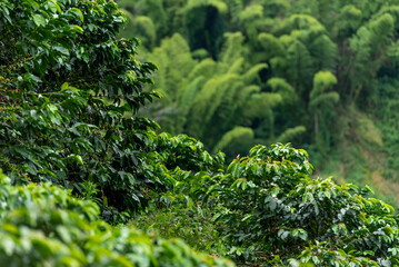 Coffee farm fields in Chinchina, Caldas, Colombia - stock photo