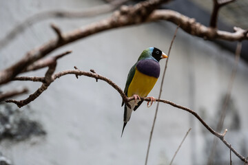 beautiful bright bird with an unusual color close-up
