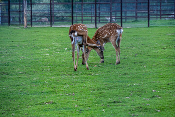 young spotted deer eat grass on a green lawn